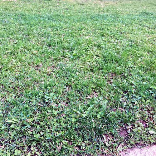 Aerating and treating lawn with fertilizer and wee