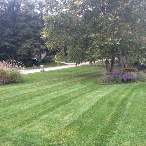 In the fall, a freshly mulch-mowed residential law
