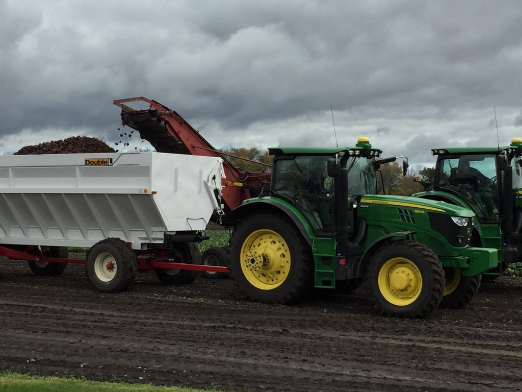 Beet harvesting at the Standard Process Farm.