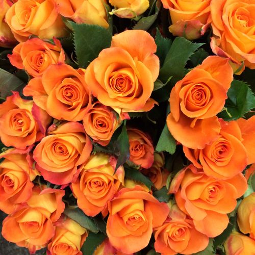 Orange roses are available year-round