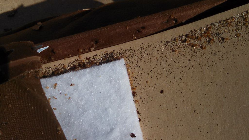 Lots of bed bugs on the bottom of this recliner.