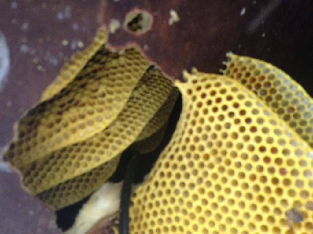 Bee treatments