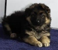 Lay Down as a puppy