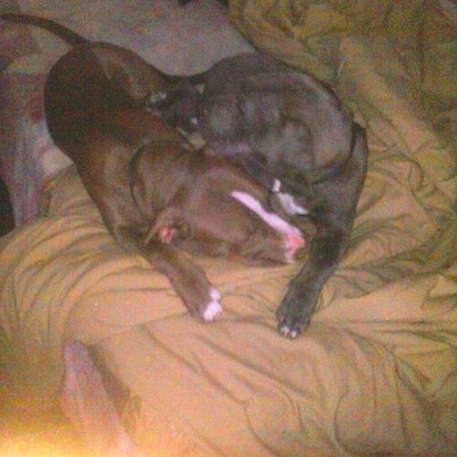 sitting two baby pit-bulls one night