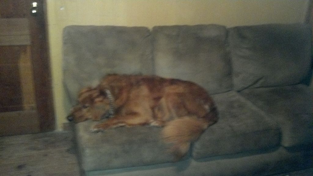 Red Sleeping on Couch over night.