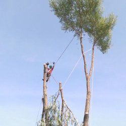 Roping of a lead on a willow tree