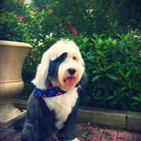 Emmit! (Bearded Collie)