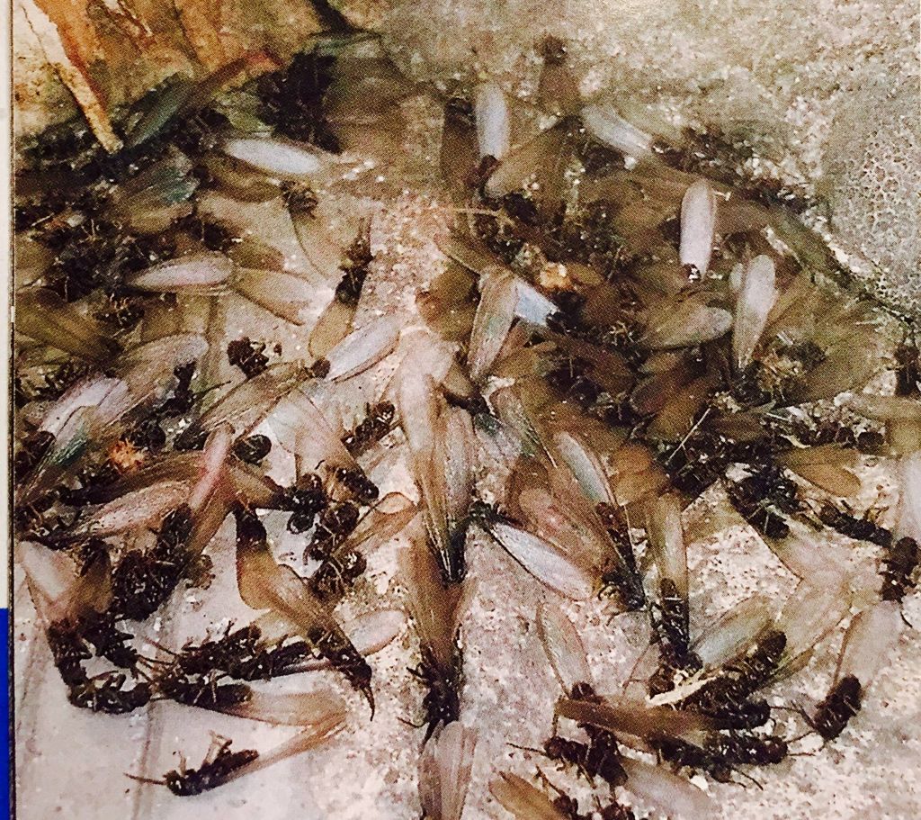 Termite Swarmers
