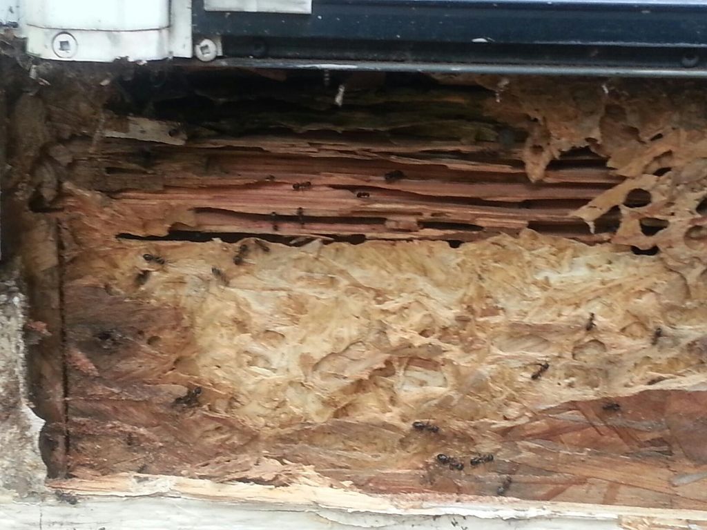 Carpenter Ants Damage