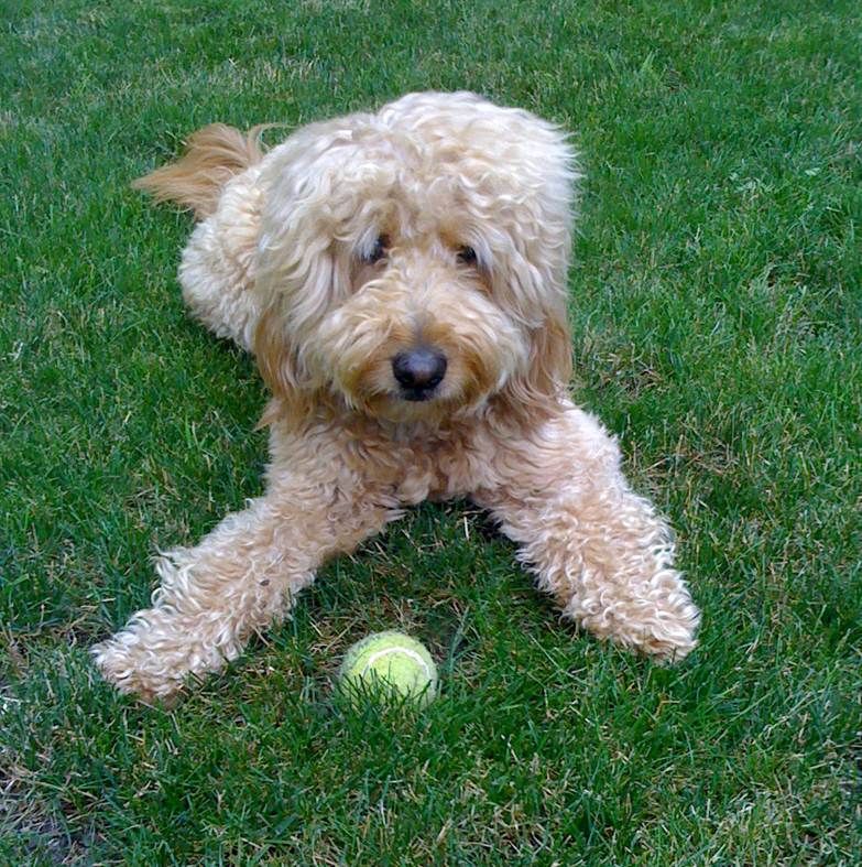 Sparky, client since 2012