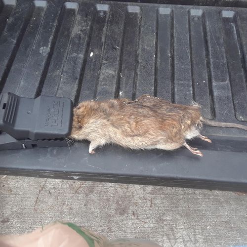 why is this rat almost as big as the back of my tr