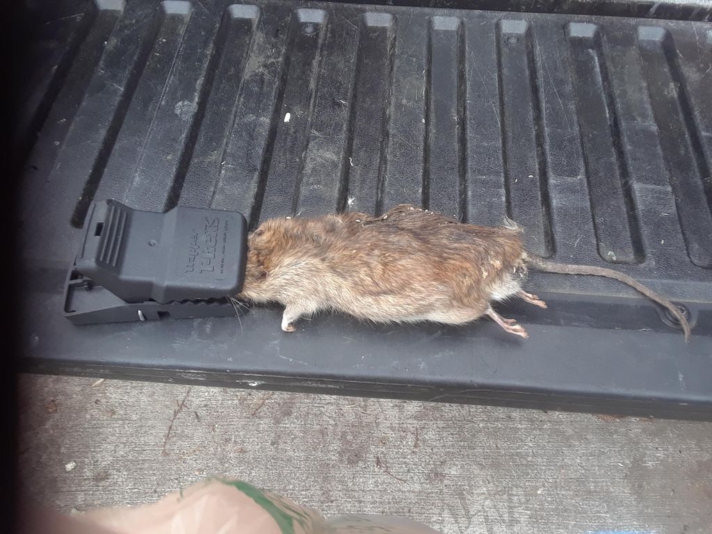 why is this rat almost as big as the back of my tr