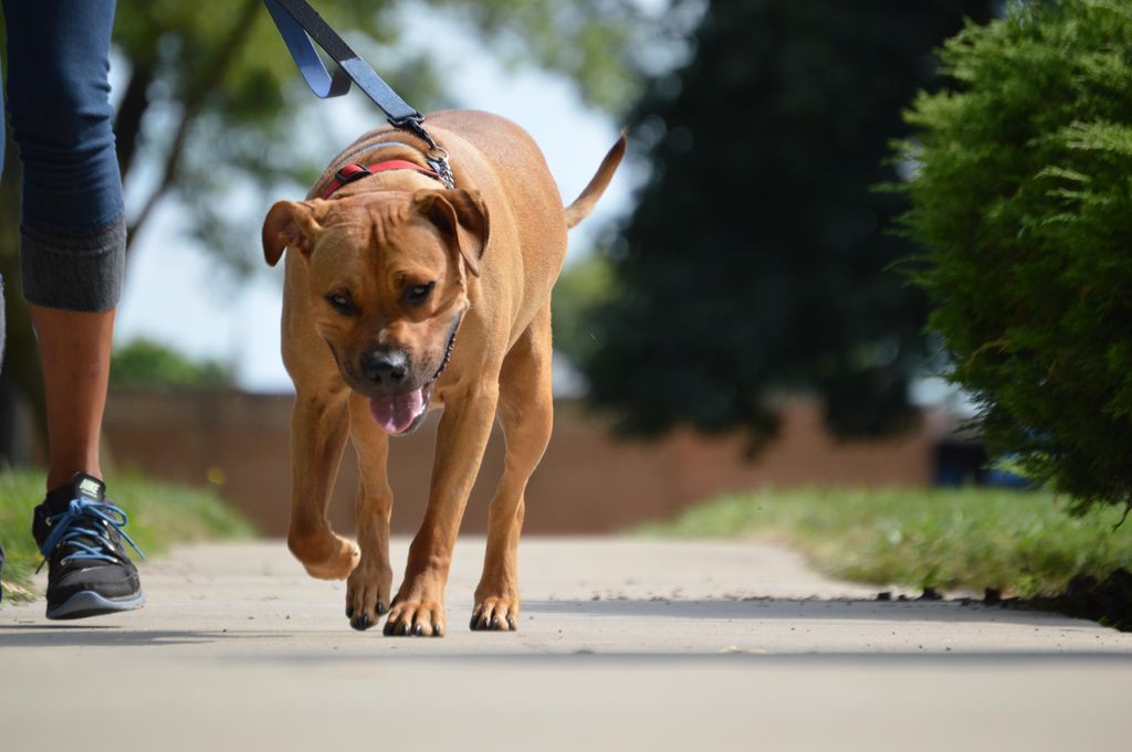 Our pets get 25 minutes of exercise and 1-on-1 att