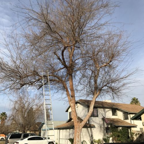 Tree removal 