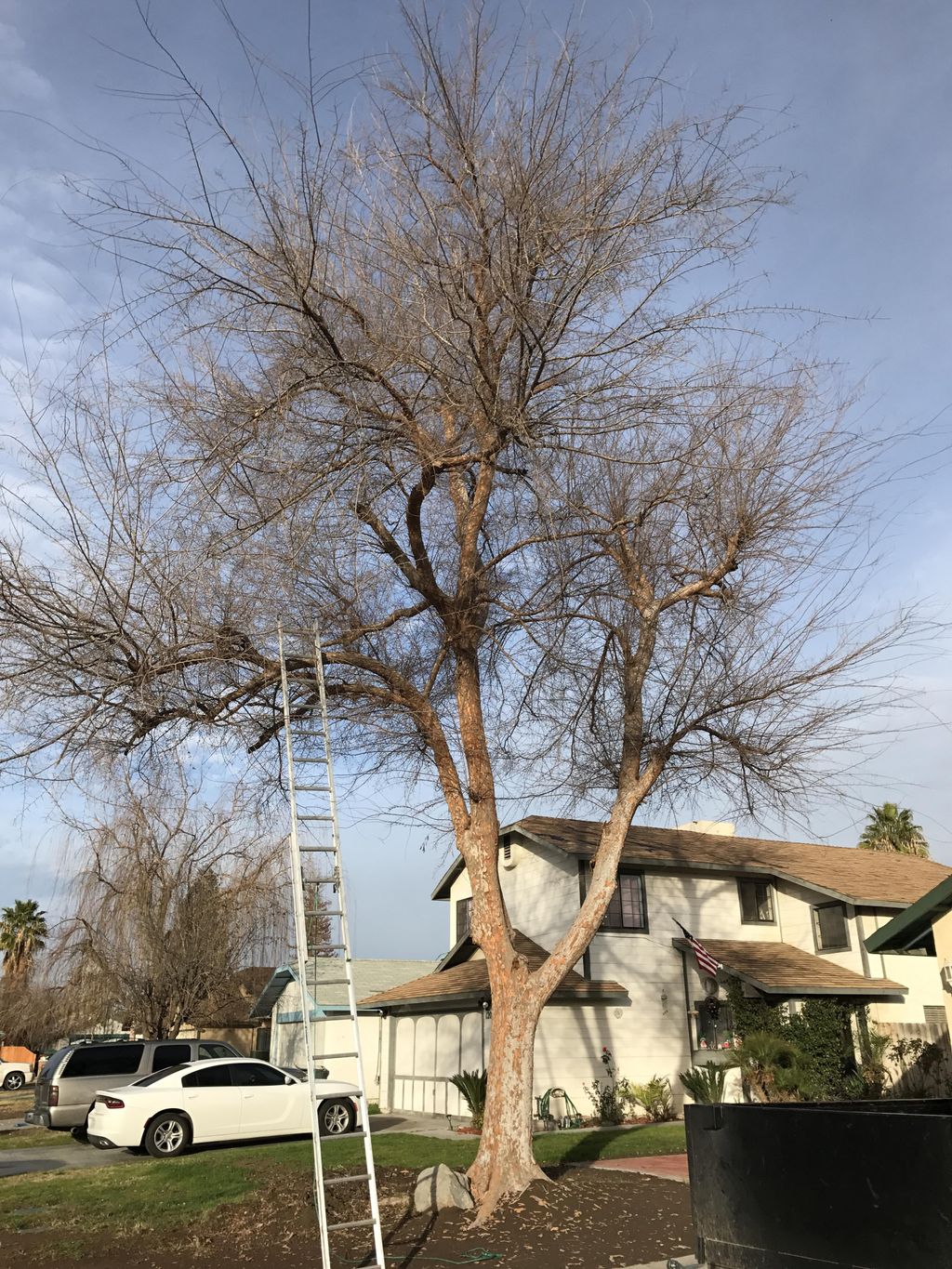 Tree removal 
