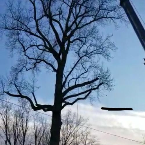 Working on trees with a crane