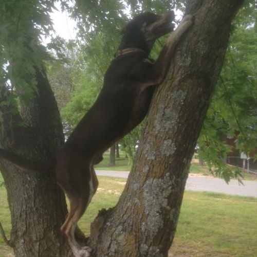 my bubba in a tree