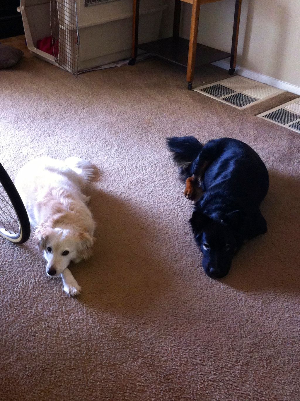 Rudolph and Augustus doing their usual lounging.