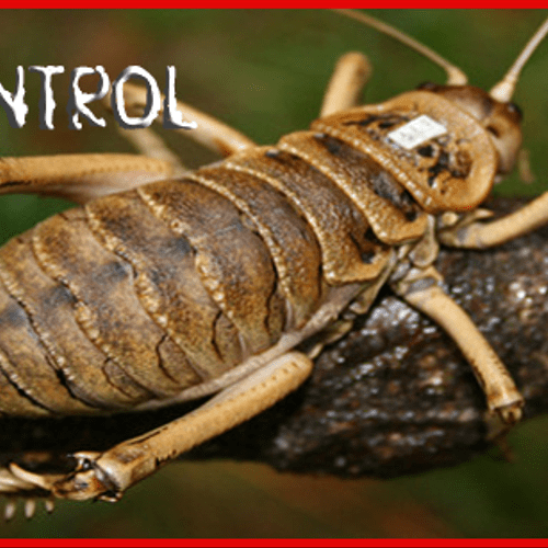fleas control services