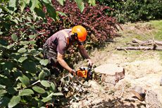 Duffy Works Stump Grinding Services