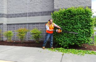 Shrub/Hedge Pruning Maintenance, Removal, Transpla