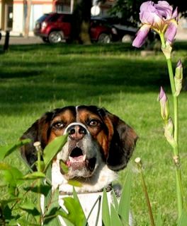 Southern Ohio All Breed Dog Club, Inc.