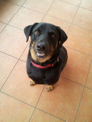 Meet Shadow 5 year old Rottweiler that is so playf