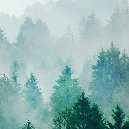 Evergreen Photography