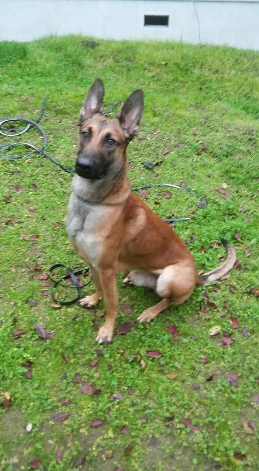My Belgian Malinois, Abel. 2 Years Old. Pending Pa