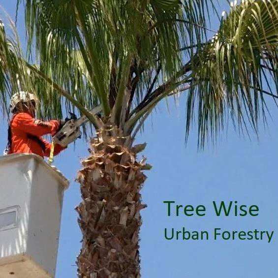Tree Wise Urban Forestry LLC