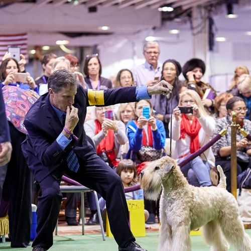 Westminster Kennel Club, New York City Best of Bre