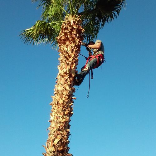 Palm Trimming.