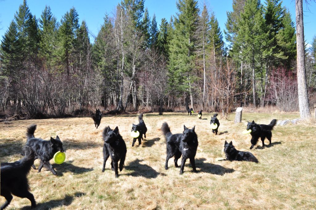Believe it or not, these are all the same dog.
