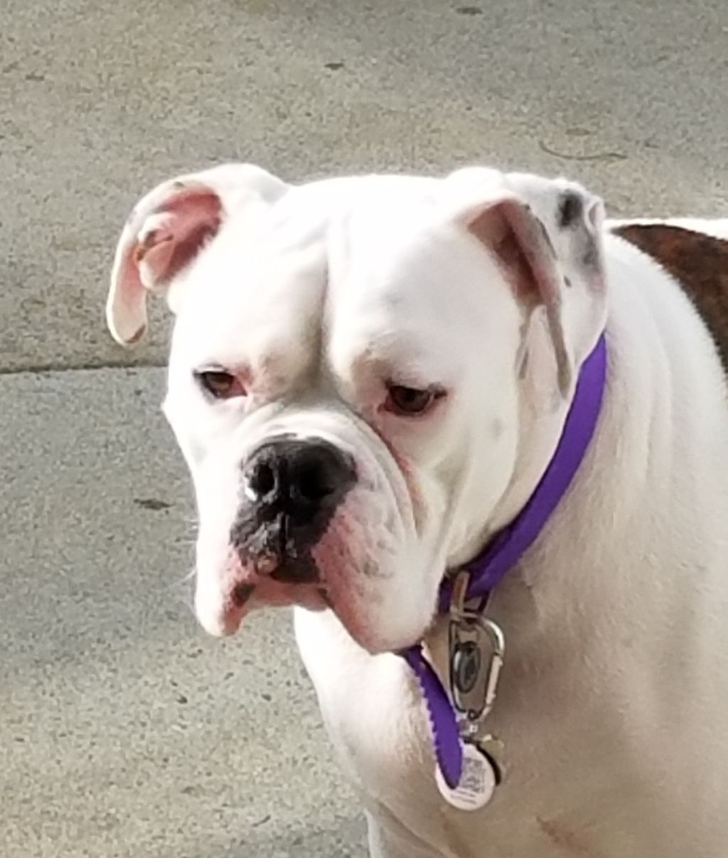 Dexter