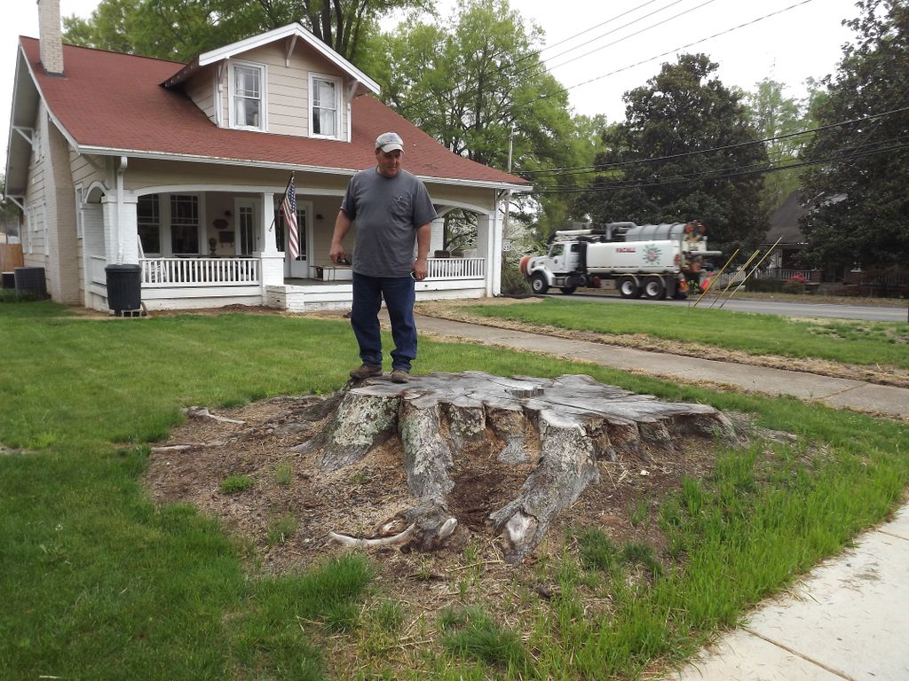 This is the largest stump we have ever done.