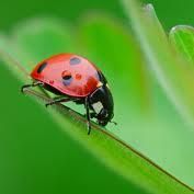 Ladybug Lawn Service and House Cleaning