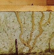 termite shelter tubes