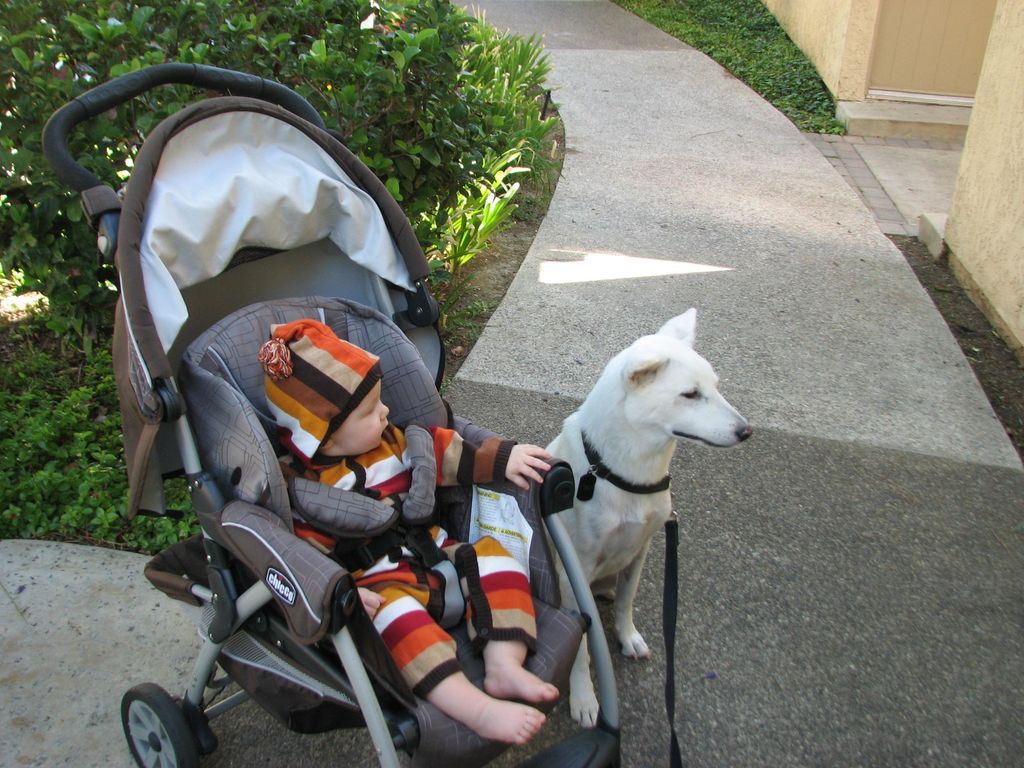 Service Dog with baby