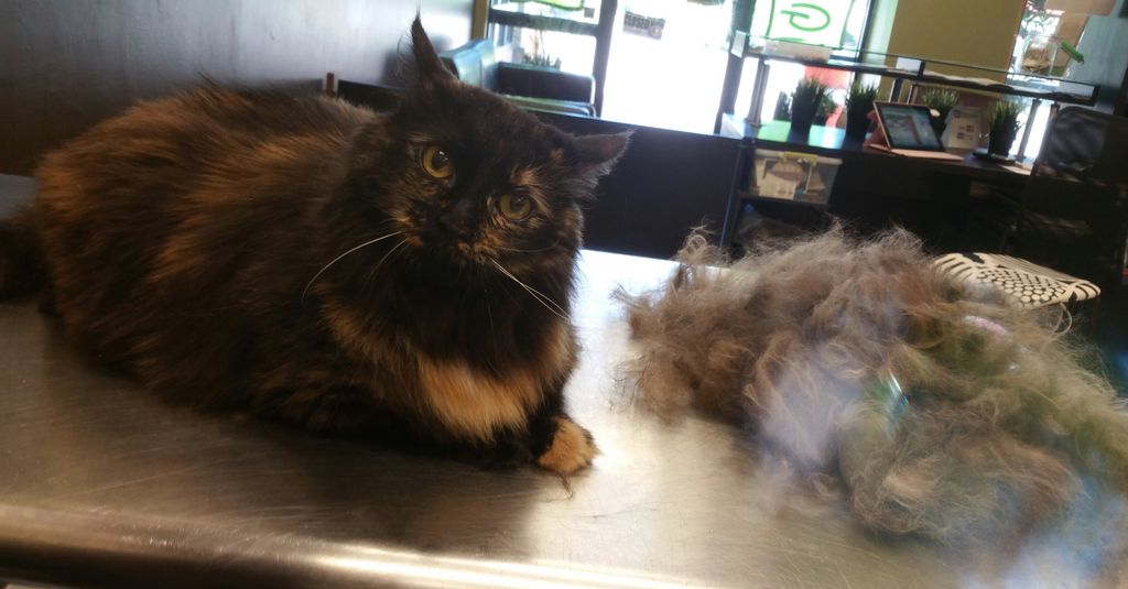 Deshedding treatments are $10 in addition to the b