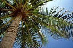 Palm Trimming