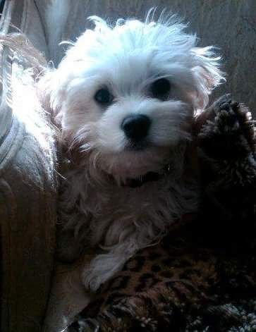 Charming Charlie the Charasmatic Cavachon 