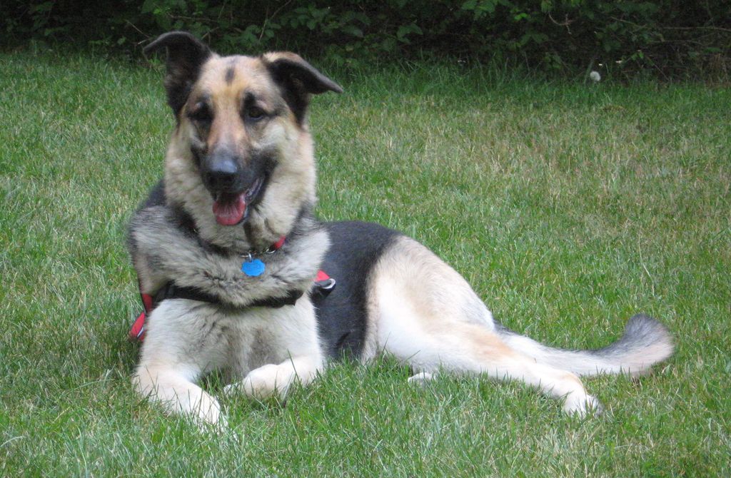 Working with Senior Dogs to get the most out of tr