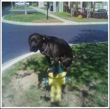 Placing on a hydrant