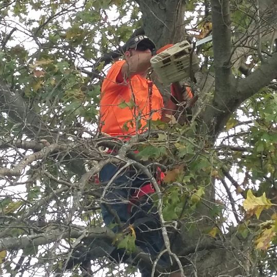 Hullingers tree trimming