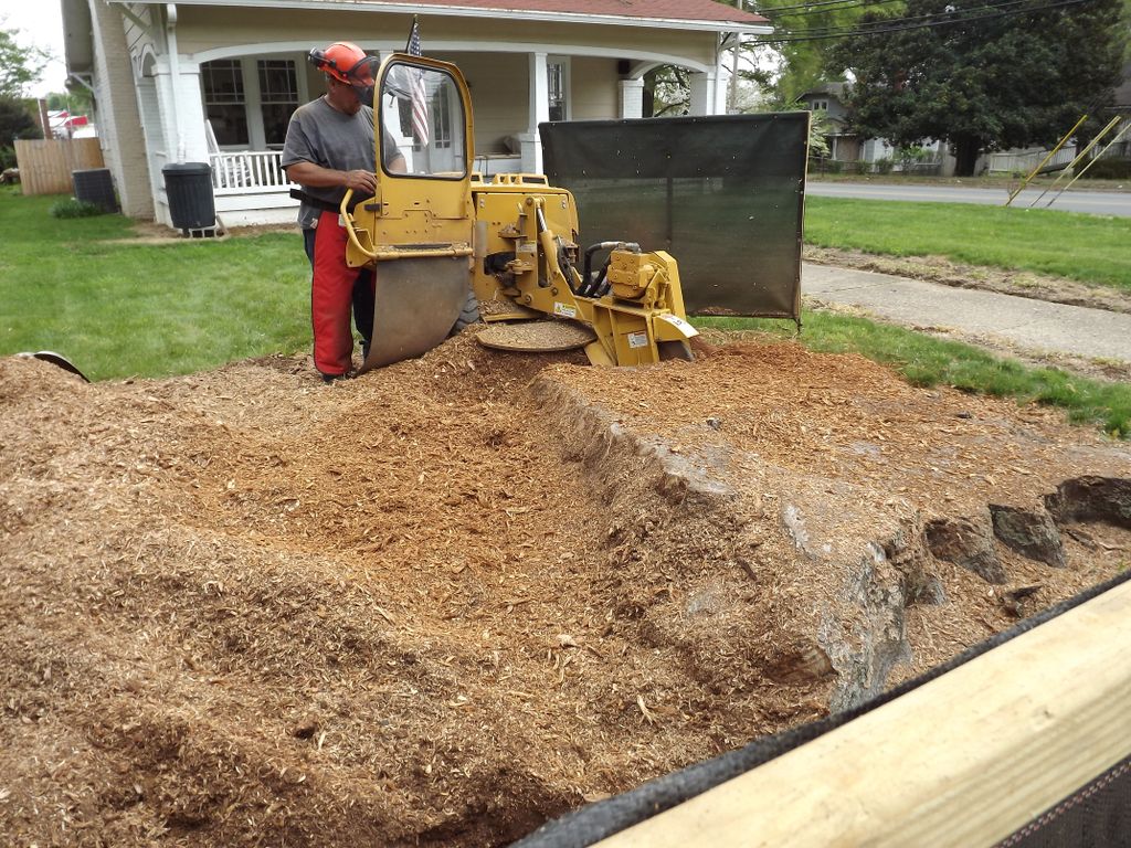 It took over 3 hours of stump grinding to remove.