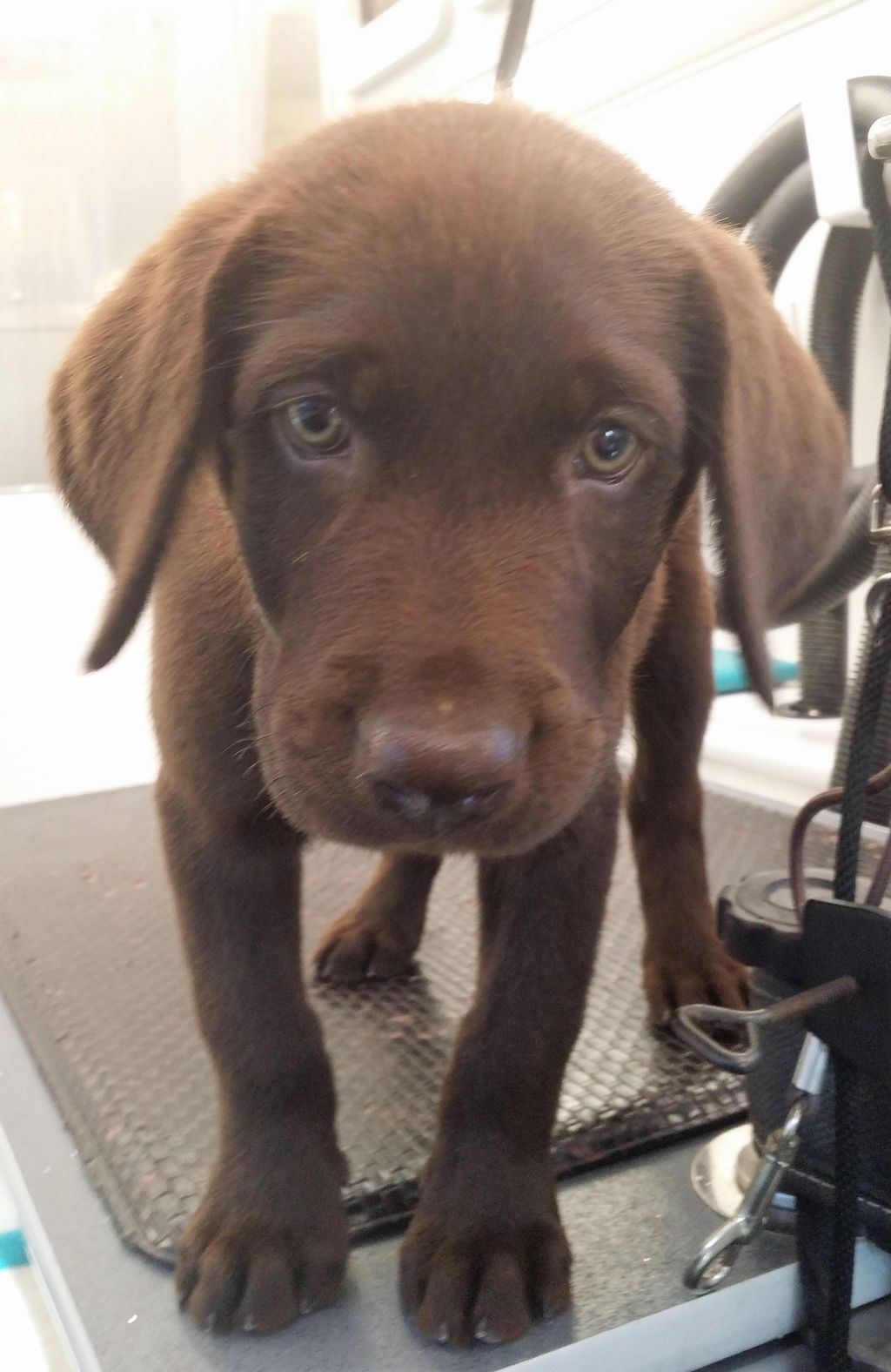 Puppy Grooming Party!!