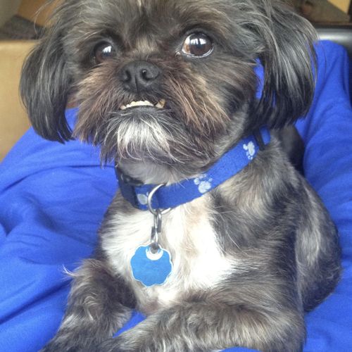 Castro is a cute little Havanese who loves being a