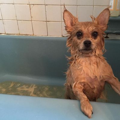 squeaky clean mobile grooming