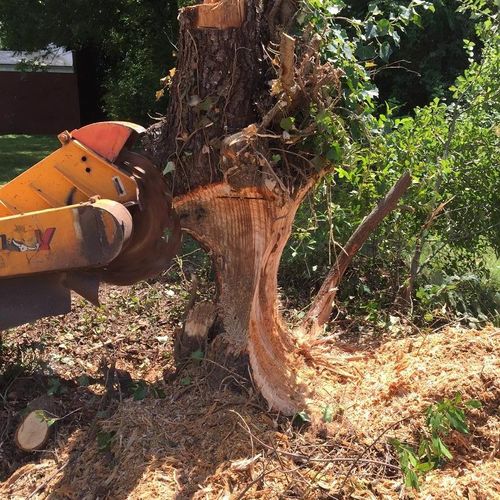 Large stump tree cut by city