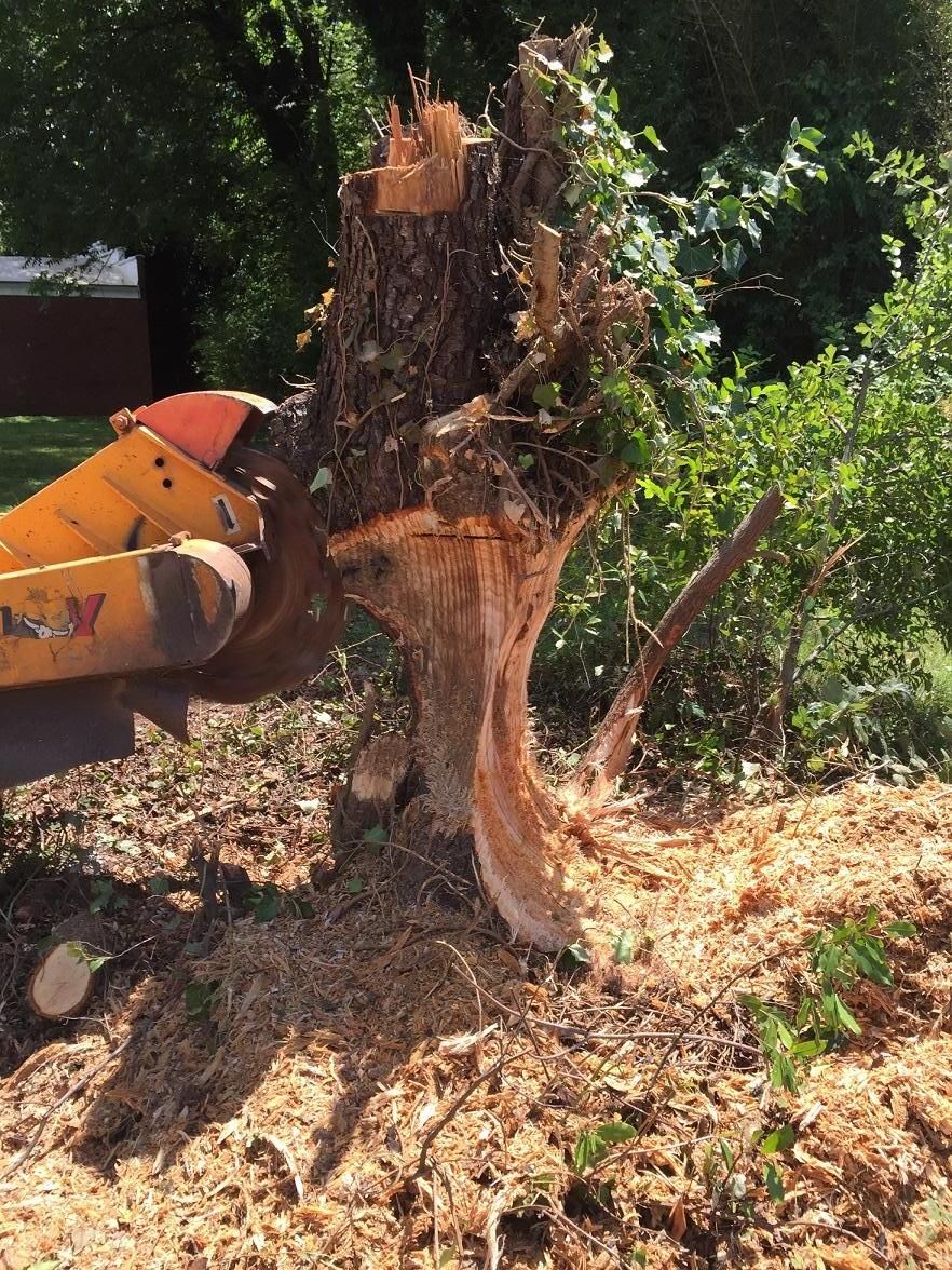 Large stump tree cut by city